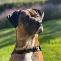 Thumbnail photo of Zeus #3