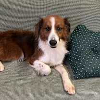 Thumbnail photo of Kumo #2