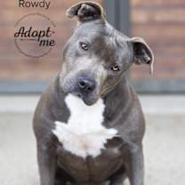 Thumbnail photo of Rowdy #3