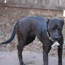 Thumbnail photo of Tomoe Gozen #4