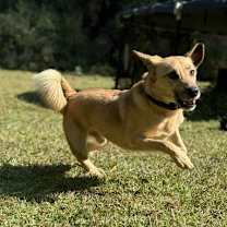 Thumbnail photo of Pumba #4