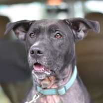 Thumbnail photo of Junebug #2