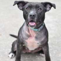 Thumbnail photo of Junebug #4