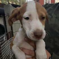 Thumbnail photo of Roger #1