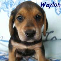 Thumbnail photo of Waylon #3