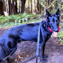 Thumbnail photo of Chase #2