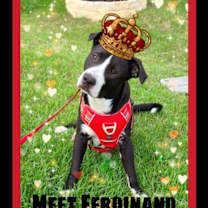 Thumbnail photo of Ferdinand #1