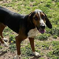 Thumbnail photo of Wrangler #2