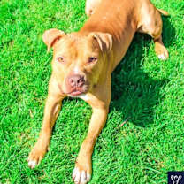 Thumbnail photo of Bruno #1