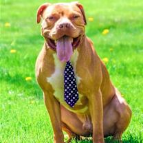 Thumbnail photo of Bruno #3