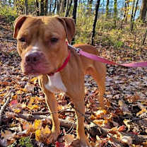 Thumbnail photo of Bruno #4