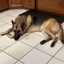 Thumbnail photo of Hans #1