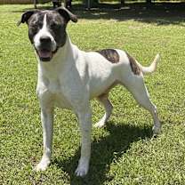 Thumbnail photo of ZIGGY #1