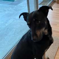 Thumbnail photo of Lily #2