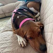 Thumbnail photo of Molly #3