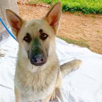 Thumbnail photo of Dougie - #1