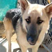 Thumbnail photo of Dougie - #2