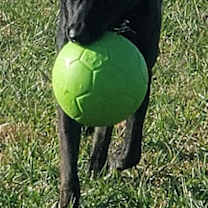 Thumbnail photo of Colby #3