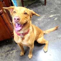 Thumbnail photo of Iggy #4