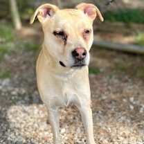 Thumbnail photo of Sheba #3