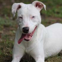 Thumbnail photo of Lilly (deaf) #1