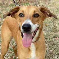 adopt-pet