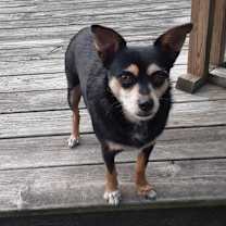Thumbnail photo of Zoey #4