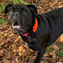 Thumbnail photo of Pretty Frida #3