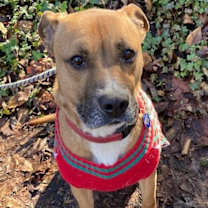 Thumbnail photo of Roscoe #1