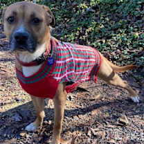 Thumbnail photo of Roscoe #3
