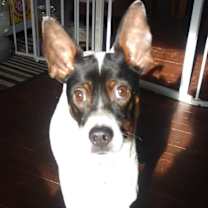 Thumbnail photo of Kirby #1