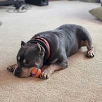 Thumbnail photo of Brownie #1