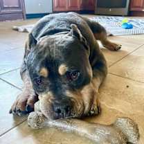 Thumbnail photo of Brownie #2