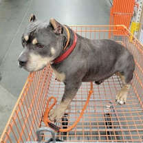 Thumbnail photo of Brownie #3