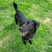 Thumbnail photo of Reggie #4
