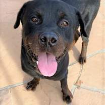 adopt-pet