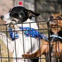 Thumbnail photo of Peter and Micah #3