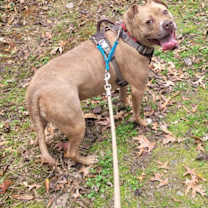 Thumbnail photo of Frankie #1