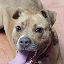 Thumbnail photo of Frankie #3