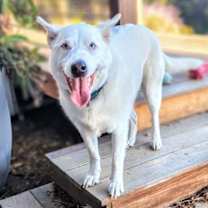 Thumbnail photo of Paloma #2