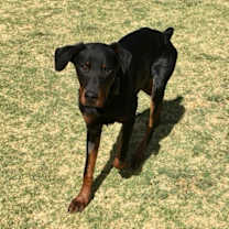 Thumbnail photo of Finn #1