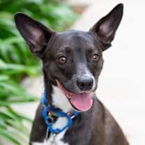 Thumbnail photo of Sweet Potato pup: Orion/Berm #1
