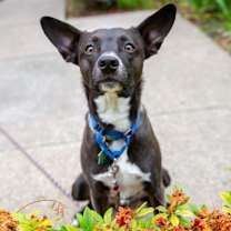 Thumbnail photo of Sweet Potato pup: Orion/Berm #2