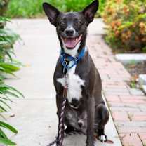 Thumbnail photo of Sweet Potato pup: Orion/Berm #3