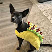 Thumbnail photo of Sweet Potato pup: Orion/Berm #4