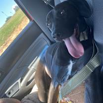 Thumbnail photo of Thor #2