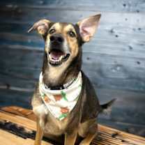 Thumbnail photo of Rambo #1