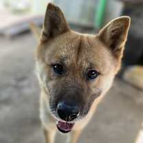 Thumbnail photo of Duke #1