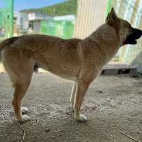 Thumbnail photo of Duke #3