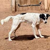 Thumbnail photo of LEONARDO #3